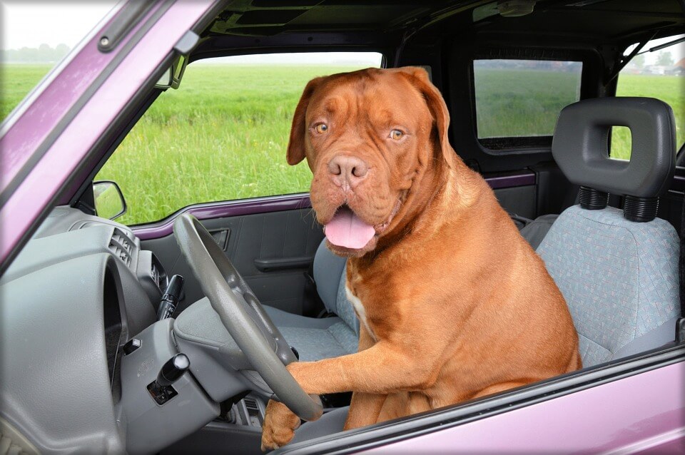 Perro en coche